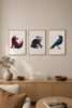 Uncle Blackbird Poster - 30x40