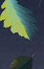 Botanic Leaves Poster - 50x70