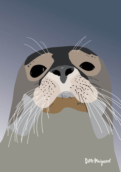 Seal Poster A5 / 30x40